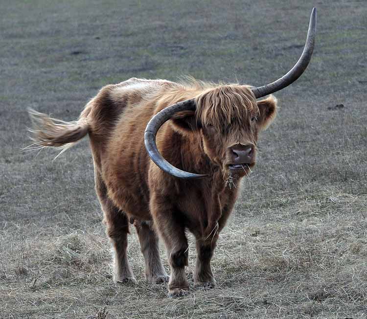highland cattle